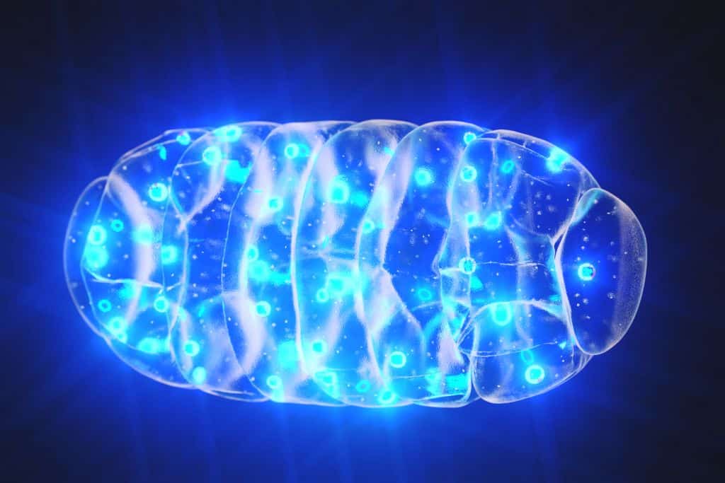 images/inthenews/shutterstock-mitochondria.jpg